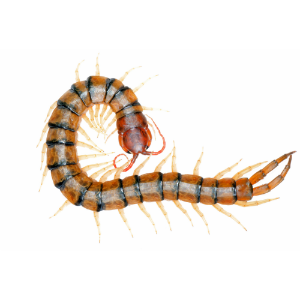 centipede