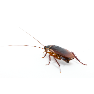 cockroach