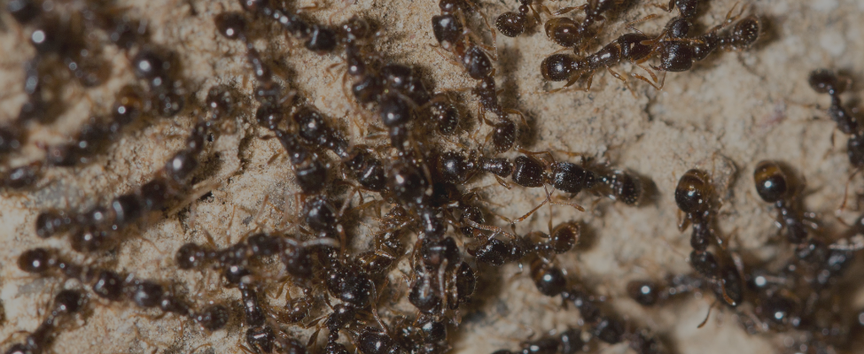 Hero Banner Image of Ant Control